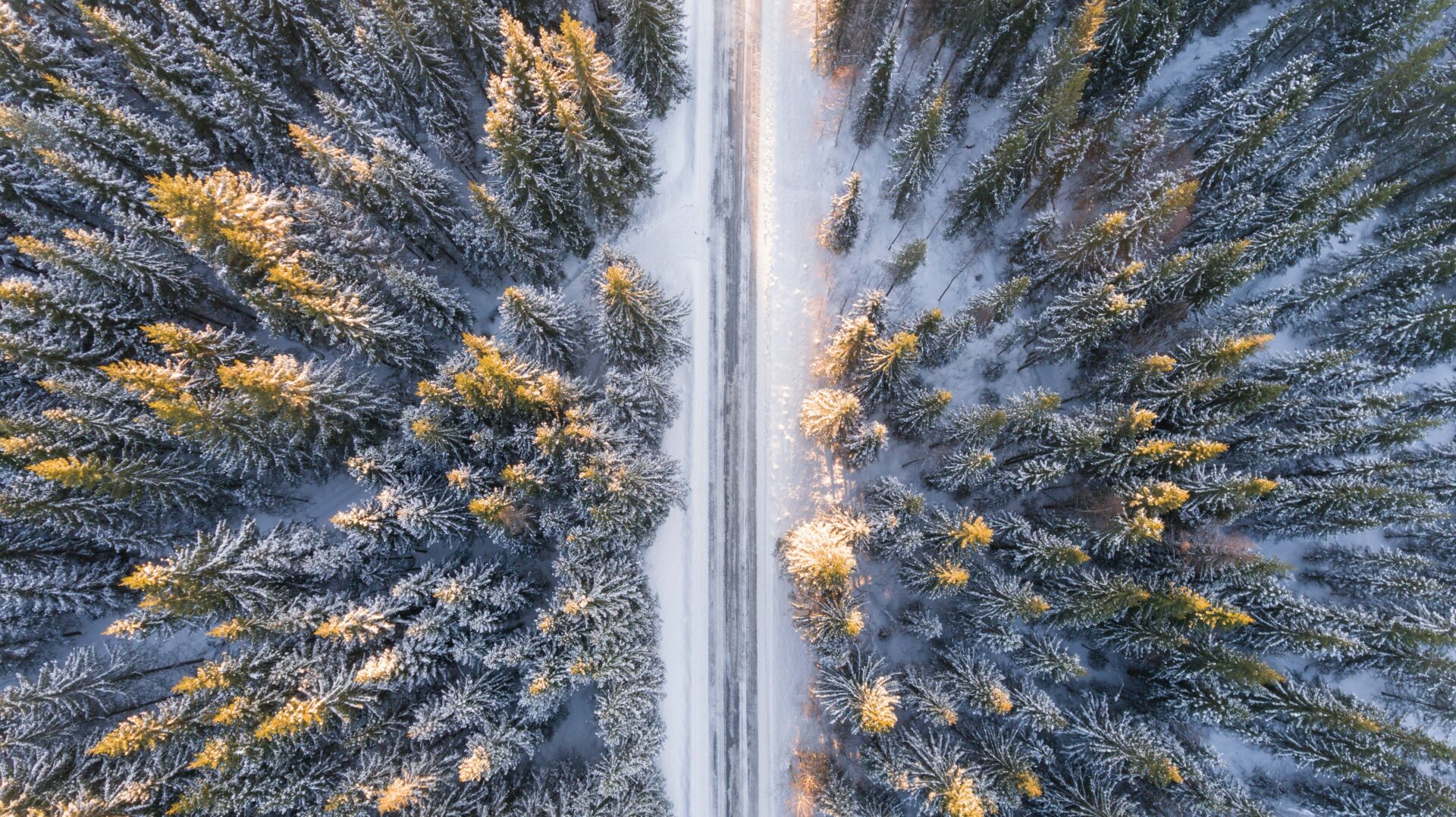 Flygbild av skog vintertid